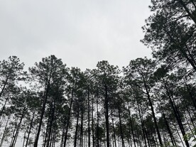 松树林