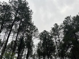 松树林