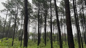 松树林