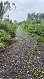 林间小路