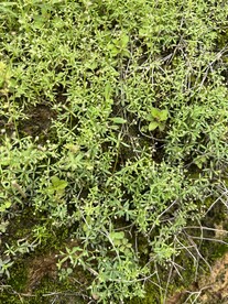 田野小植物