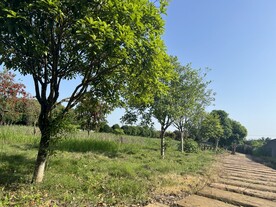  乡间小路