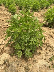 绿色植物