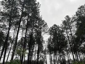 松树林