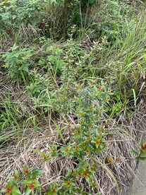 森林植物
