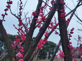 梅花开了