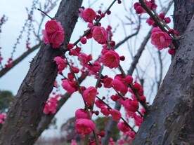 红梅花朵