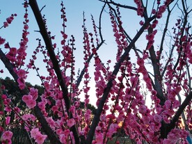 梅花