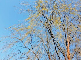 柳树新芽