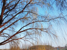 柳树新芽