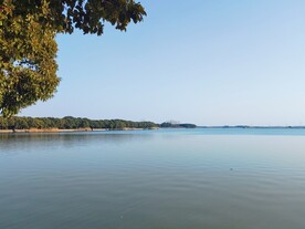 湖边樟树林