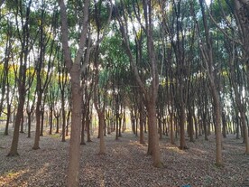 樟树林
