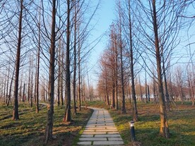 杉树林小路