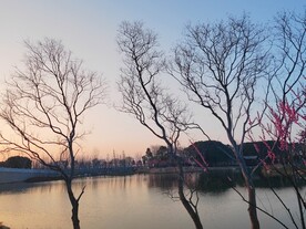 落叶树木剪影