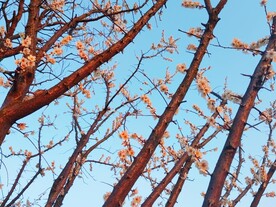 白色梅花