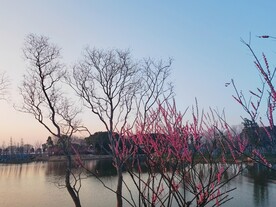 湖边梅花盛开