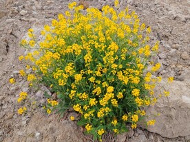 一株菜花