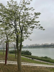 树木