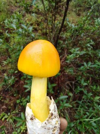 蘑菇