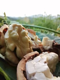 核桃仁