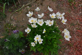 大花银莲花  