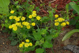 园林花草 