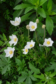 大花银莲花 
