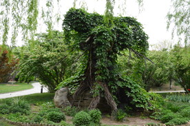 公园风景 