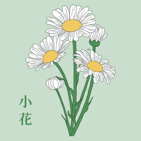 小雏菊