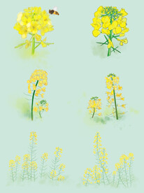 油菜花