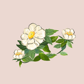 山茶花