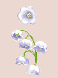铃兰