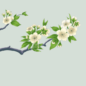 梨花