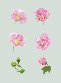 芙蓉花