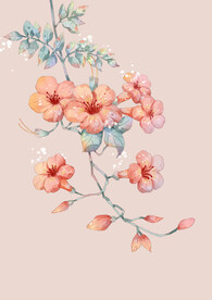 凌霄花