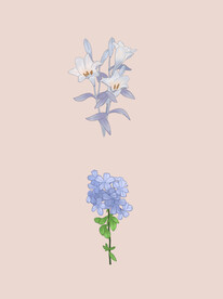 花朵