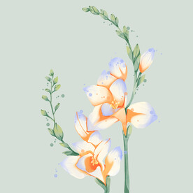 香雪兰