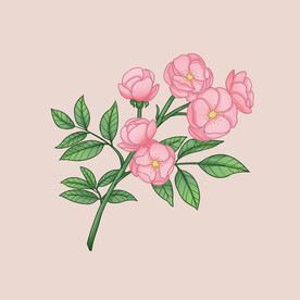 月季