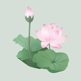 荷花