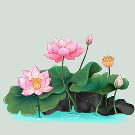 荷花