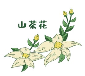 山茶花