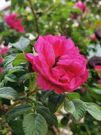 玫瑰花