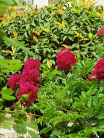 芍药