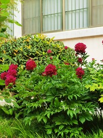 芍药