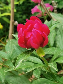 芍药 