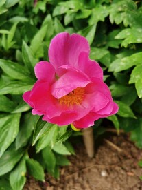 芍药