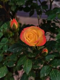 玫瑰花