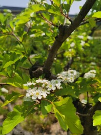 山楂花