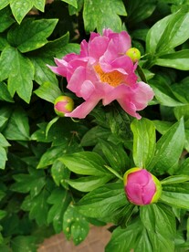 芍药