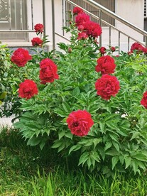 芍药